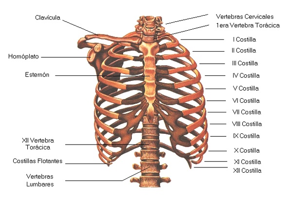 fractures-of-ribs-types