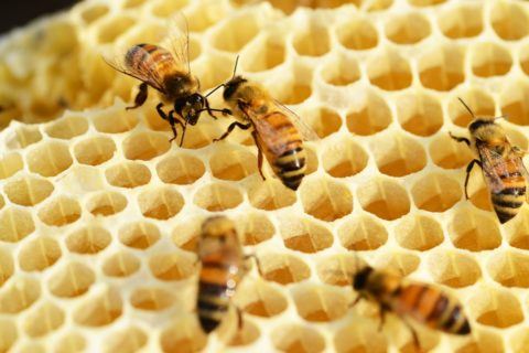 What is royal jelly? Benefits, properties and how to take it