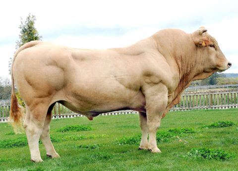 what-is-the-clenbuterol-cow 